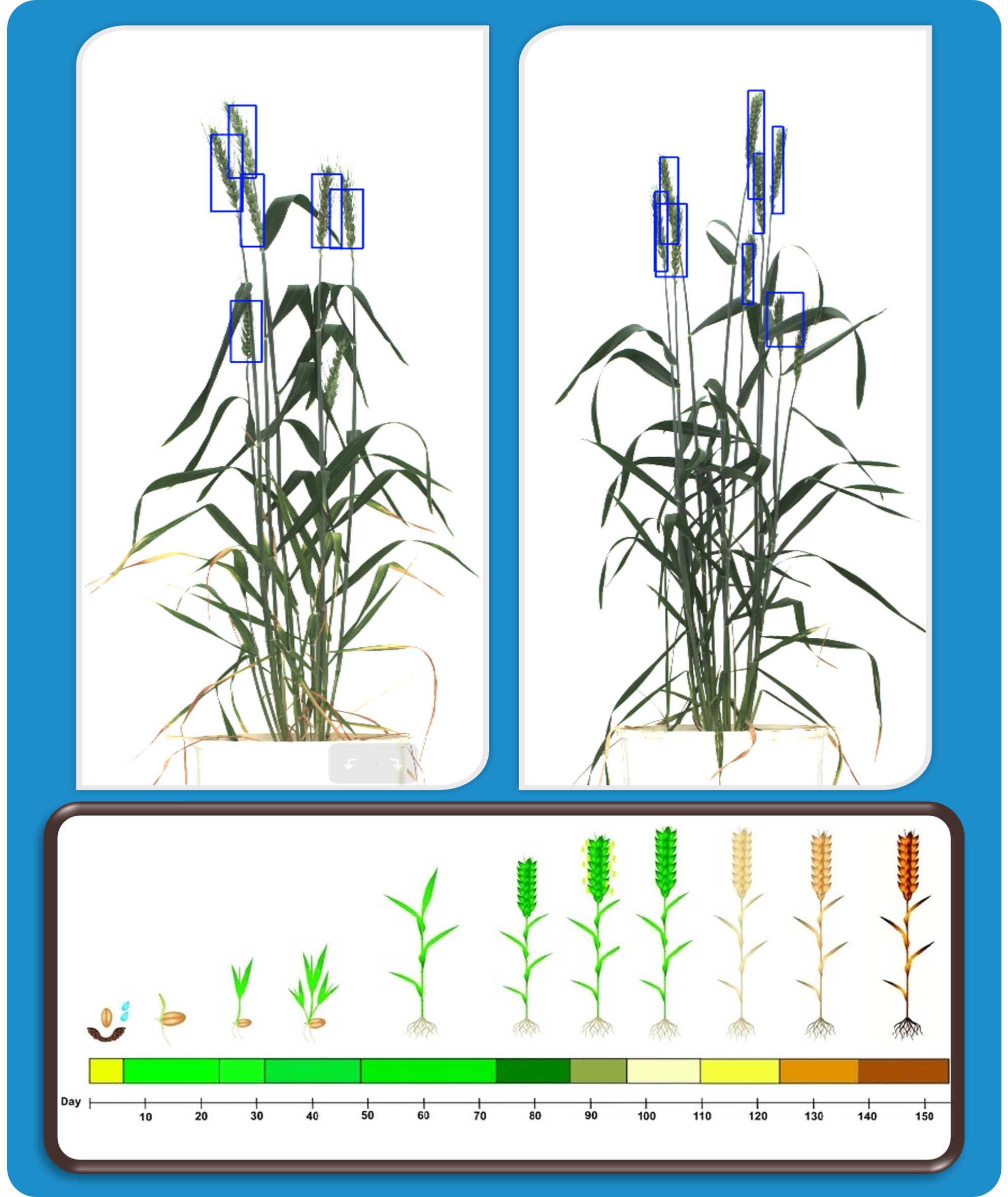 Wheat Plant Phenotyping
